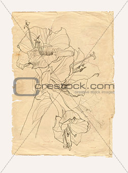 Hibiscus drawing on old paper