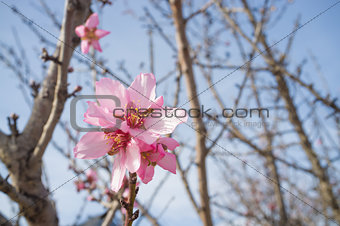 Pink almond flower