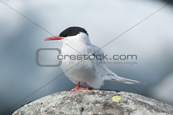 Antarctic Tern.