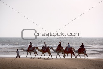 Camel train silhouette 