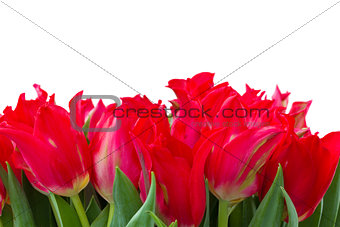  red  tulips border