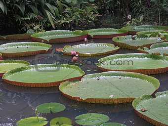 Giant Water Lillies (064)