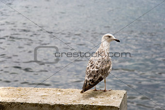 large seagull