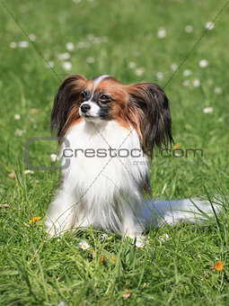 Continental Toy Spaniel on the green grass