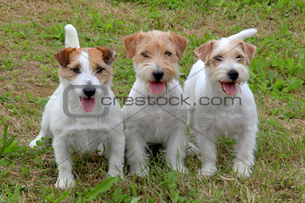 Jack Russell Terriers in the garden 