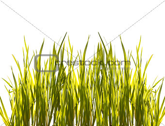 isolated closeup green grass on white