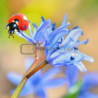 ladybug on blue flower