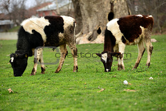 two calves on pasture eating grass