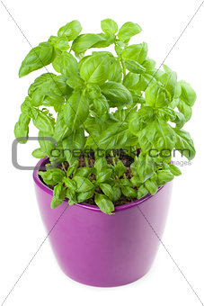 Basil in a flowerpot