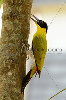 male Black-headed Woodpecker