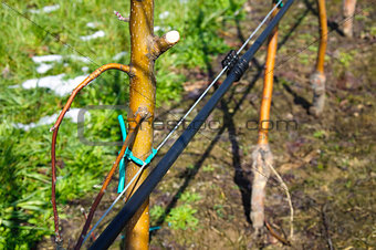 Apple trees with irrigation system