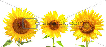 Collection of sunflowers