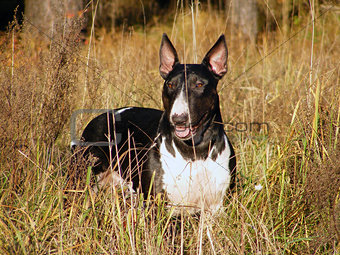 Bull terrier at the field