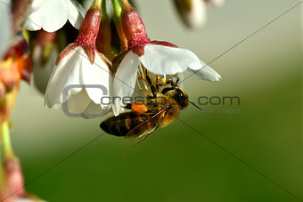 cherry-blossom honey bee collects