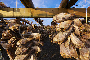 Dried stock fish in Norway