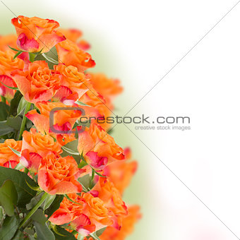 bunch of orange  roses