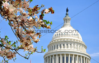 US Capitol in Magnolia bloom