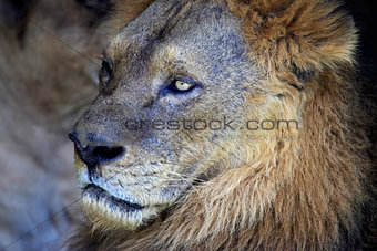 Portrait of lion.