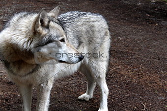 Beauty of the gray timber wolf