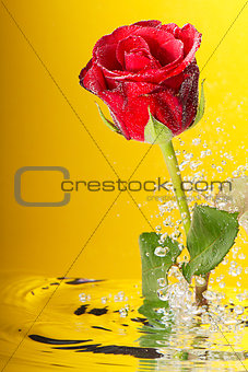 Underwater red rose surrounded by bubbles on the yellow background.
