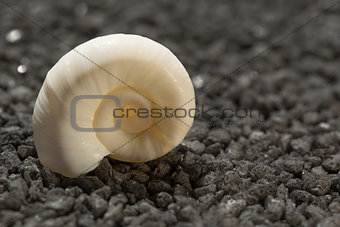 white  snail on black pebble