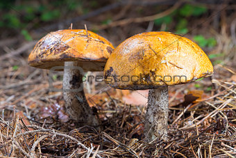Two brown cap boletus Mushroom in natural enviroment