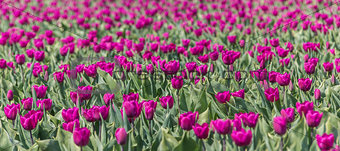 Purple tulips field