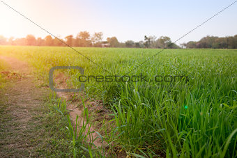 Corn field in sunlight