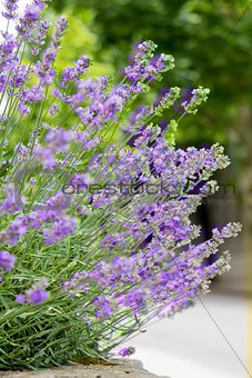 Purple Lavender Plant with Flowers