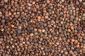 Abstract background of dried brown french lentils