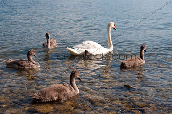 Swans with Baby Swans in Lake Geneva