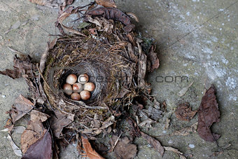 sparrow eggs in a bird nest