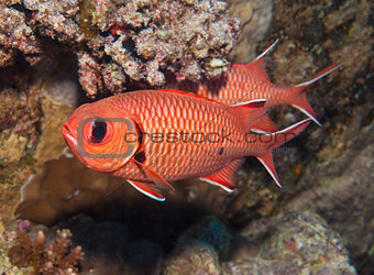 Blotcheye soldierfish on a coral reef