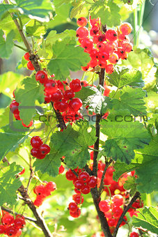 Berry of a red currant on the bush