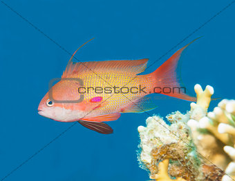 Anthias fish swimming in blue water