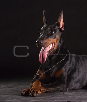 doberman Pinscher portrait on black.Studio shot of female dog.