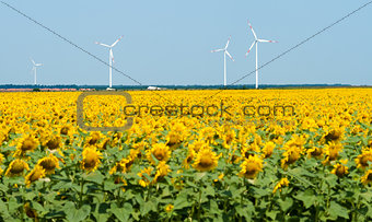Windmills behind sunflower field