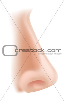 Nose body part illustration