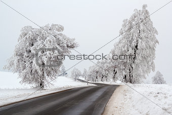 snowy trees in winter landscape