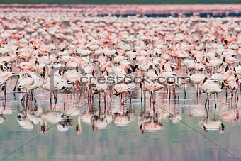 Thousands of Flamingos on Lake Nakuru