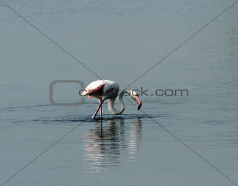 beautiful pink flamingos with long neck in the middle of the fre