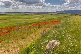 Poppies and stone in Andalusia