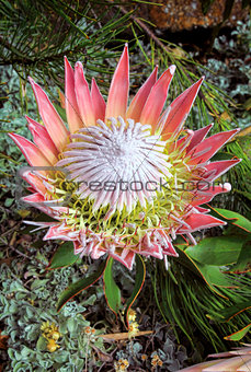 King Protea cynaroides bracts and flowers open