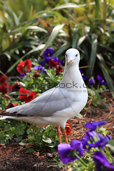 Juvenile Silver Gull in garden