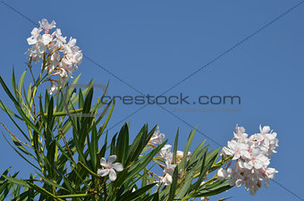 oleander white