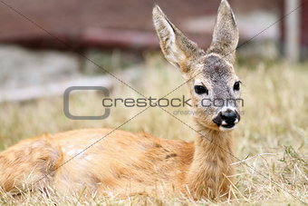 close up of a roe deer fawn