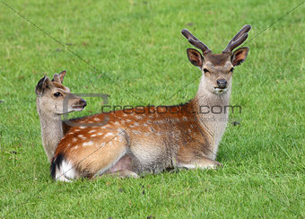 Male and female Fallow Deer