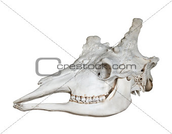 Skull of giraffe isolated on white