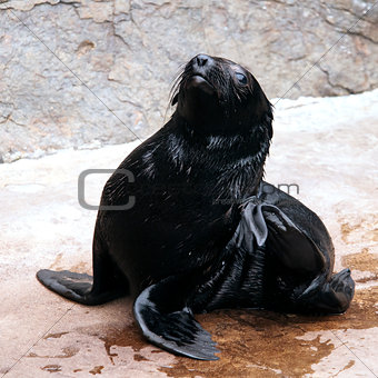 A young brown fur seal