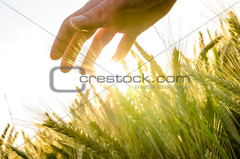 Hand over wheat field